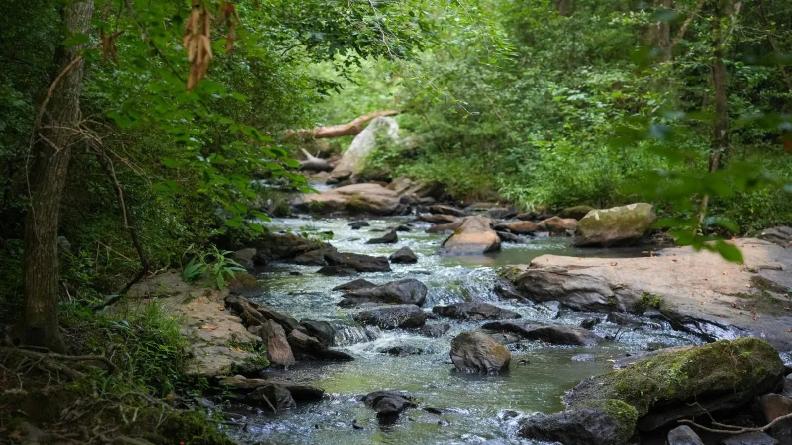A shallow stream flows gently over rocks, surrounded by dense green foliage and trees in a lush forest near The Woodlands. Sunlight filters through the leaves, mirroring the calm assurance offered by Noble Roofing in every service.