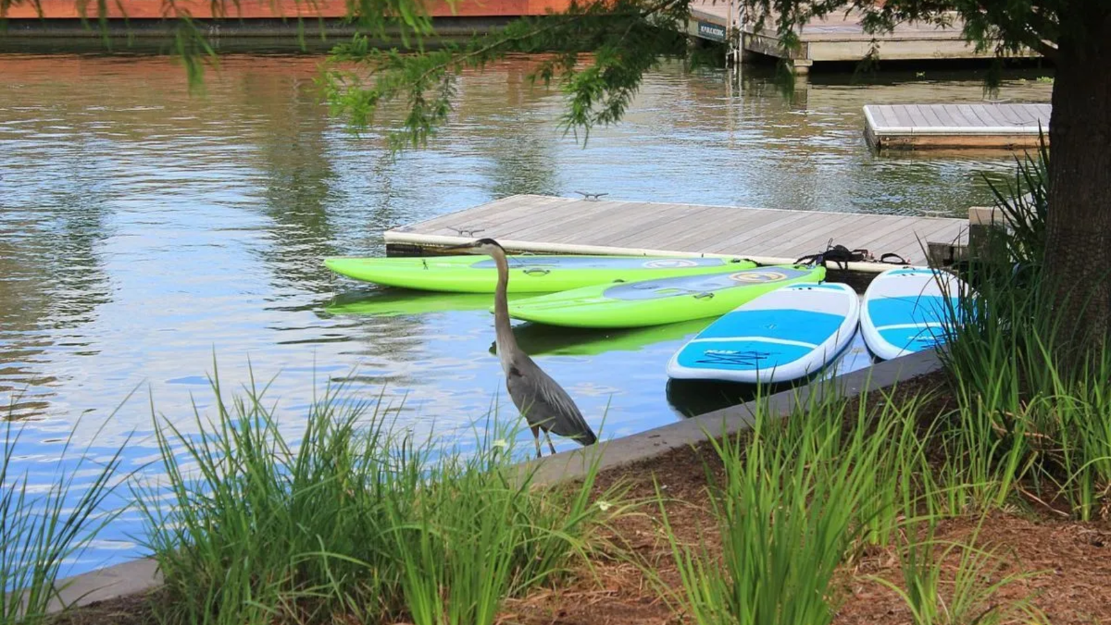 A heron stands at the edge of a dock beside three paddleboards—two green and one blue—on a calm lake in The Woodlands, with tall grass in the foreground and a tree partly shading the scene.